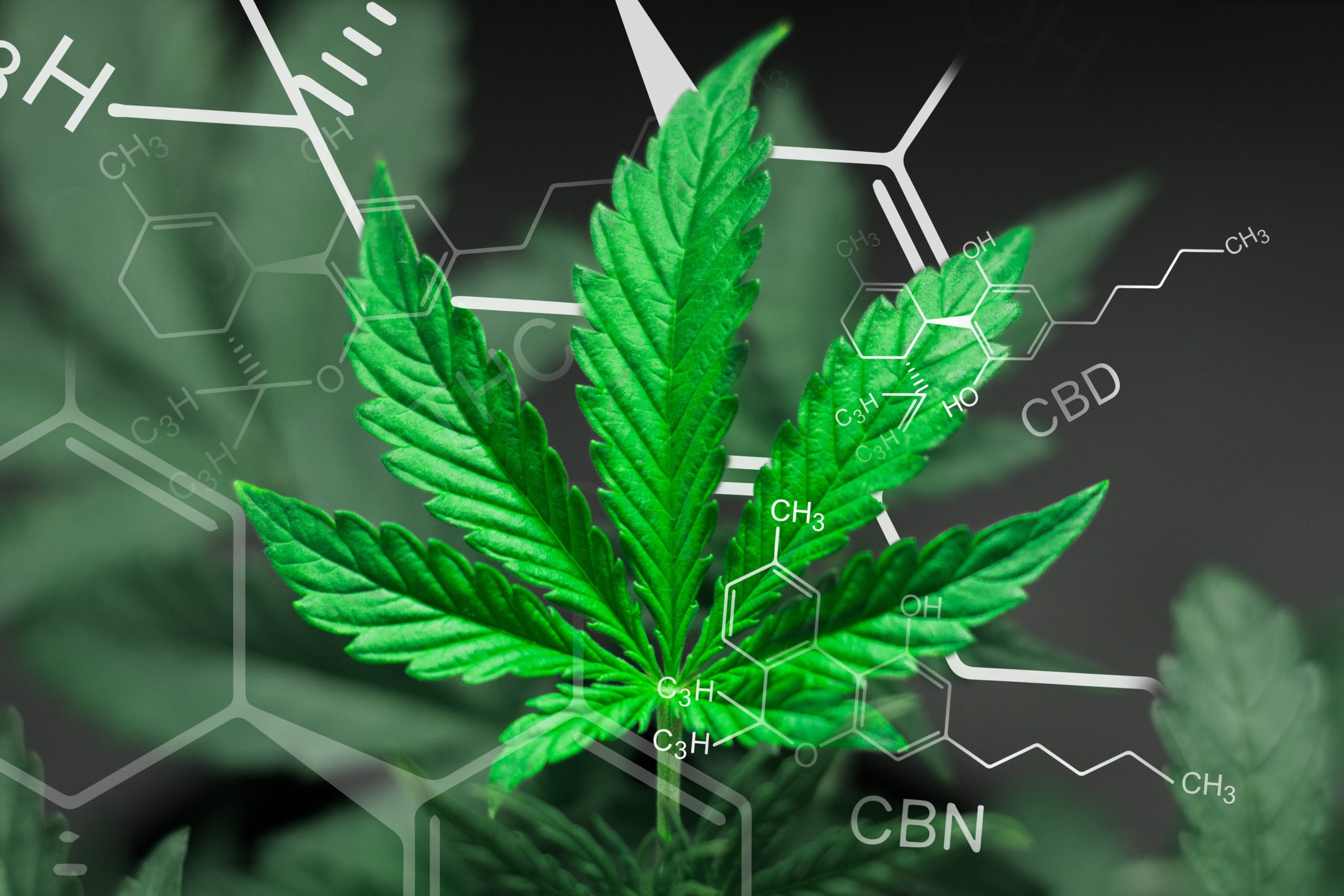 What Are Cannabinoids — Which Ones Do You Need To Know By Name?