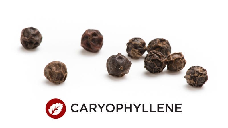 Terpenes: Get to Know Caryophyllene