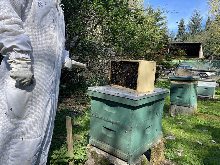 Joining the Hive with the Puget Sound Beekeepers Association